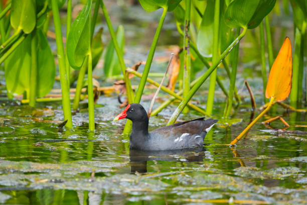 Common Gallinule in Northern Florida Common Gallinule in Northern Florida moorhen bird water bird black stock pictures, royalty-free photos & images