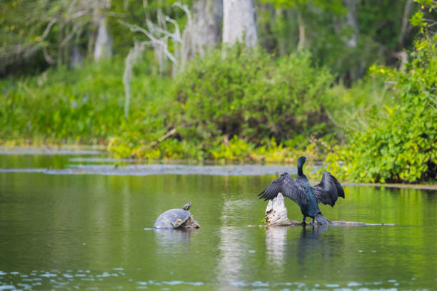 Cormorant and Turtle in Northern Florida