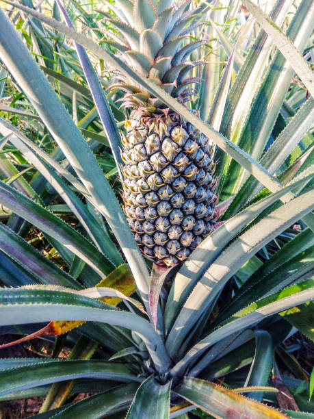 istock Pineapple tropical fruit growing in a farm. 1163921531