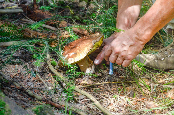 istock A man gathers mushrooms in the forest 1163921537