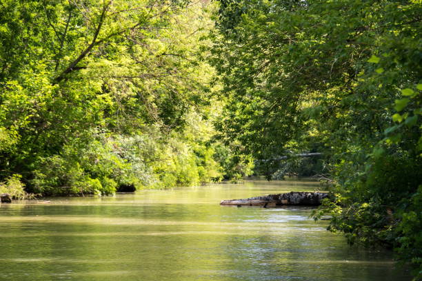 istock Lake Tisza with crocodile tree 1163922677