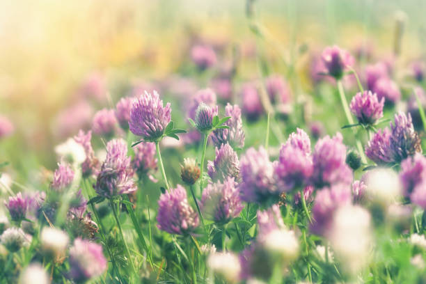 istock Flowering red clover in meadow, beautiful nature in spring and summer 1163922710
