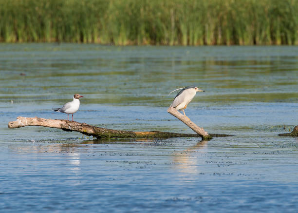 istock black crowned night heron and black-headed gull birds 1163922943