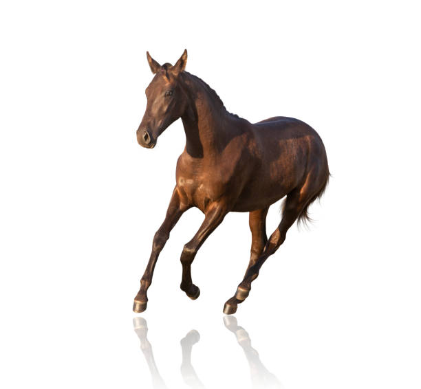istock Brown horse isolated on white background 1163923732