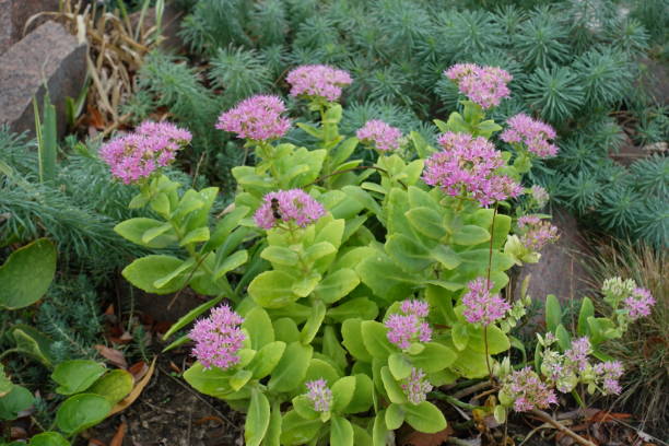 пчела опыления розовые цветы hylotelephium спектрубиля в октябре - succulent plant sedum temperate flower perennial стоковые фото и изображения