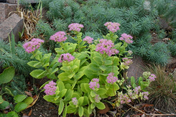hylotelephium спектруля в цвету и euphorbia cyparissias в скальных сад в октябре - succulent plant sedum temperate flower perennial стоковые фото и изображения