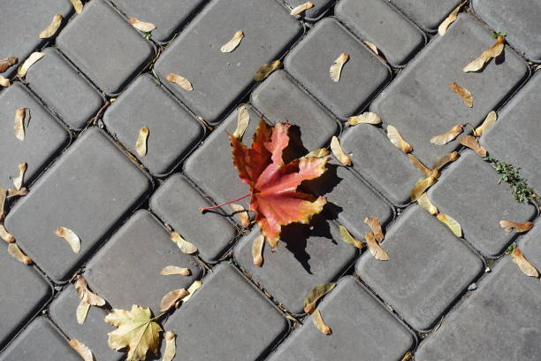istock Bright red fallen leaf of maple on pavement in October 1163925299