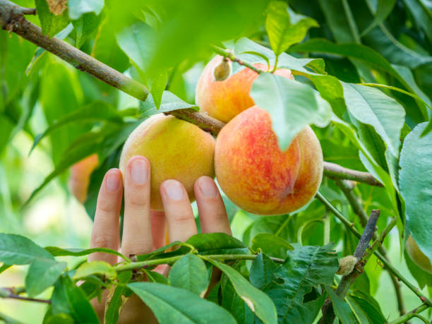 istock Picking Peaches - close-up of hand and peaches 1163927140