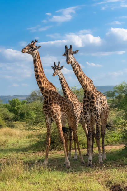 жирафы, стоящие в саванне - make up brush стоковые фото и изображения