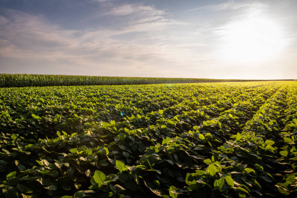istock Soy bean fields in summer season at sunset. 1163929093