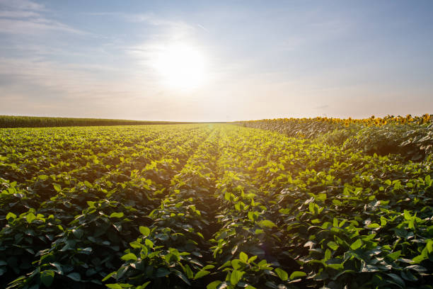 istock Soy bean fields in summer season at sunset. 1163929094