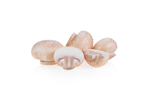 istock mushroom mushroom on white background 1163930183