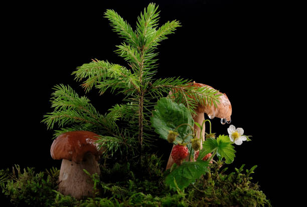 Two fresh porcini mushrooms in a green moss , strawberry, drops stock photo
