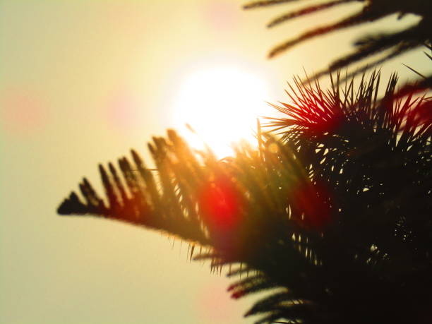 istock Beautiful sunset through trees or leaves . 1163931887