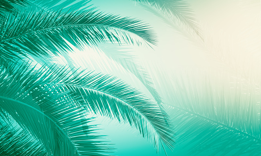 Creative blurry palm tree wallpaper with leaves. Subtle, nature and nature concept