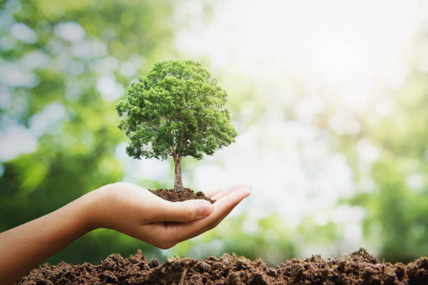 istock hand holdig big tree growing on green background. eco earth day concept 1163933119