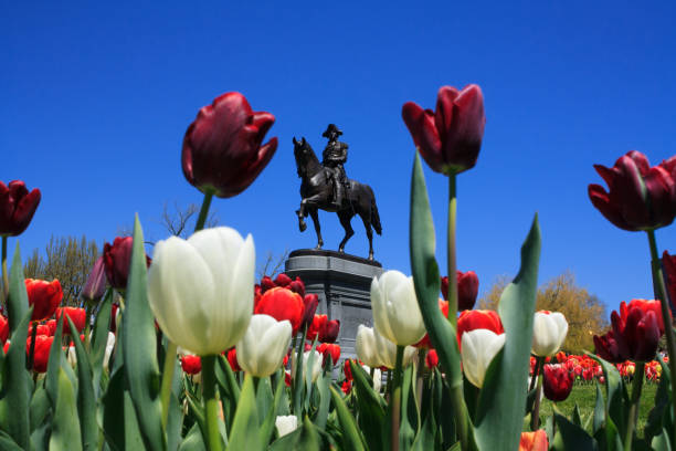 チューリップを通してジョージワシントン像,ボストンパブリックガーデン - boston public garden ストックフォトと画像