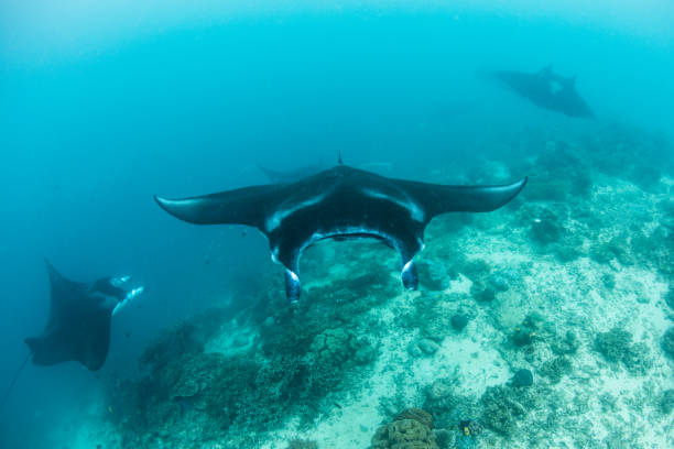 istock Manta Rays at Cleaning Station in Indonesia 1163939592