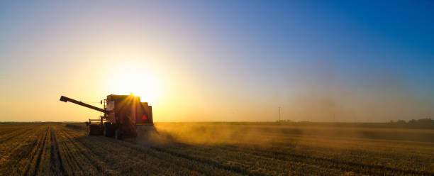 istock Harvester combine harvesting wheat in summer 1163939608