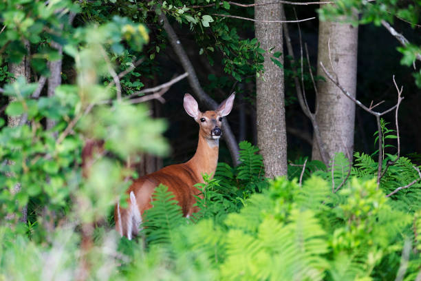 istock The White -tailed deer ,hind in the forest 1163939623