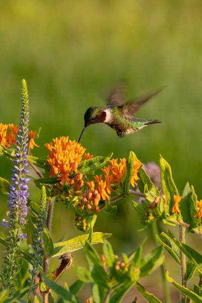 the ruby-throated hummingbird (archilochus colubris) - throated imagens e fotografias de stock