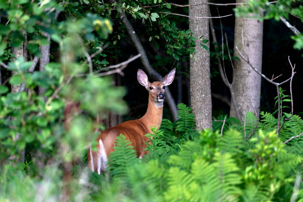 istock The White -tailed deer ,hind in the forest 1163939647