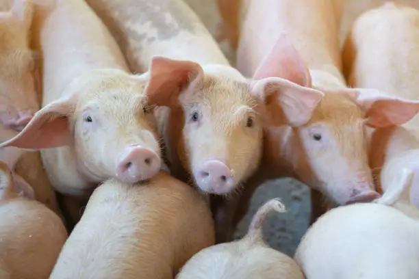 Photo of Group of pig that looks healthy in local ASEAN pig farm at livestock. The concept of standardized and clean farming without local diseases or conditions that affect pig growth or fecundity