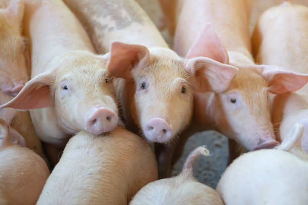 group of pig that looks healthy in local asean pig farm at livestock. the concept of standardized and clean farming without local diseases or conditions that affect pig growth or fecundity - domestic pig imagens e fotografias de stock