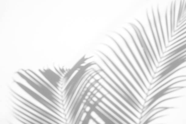 istock shadows palm leaf on white wall background. for creative design summer concept 1163941028