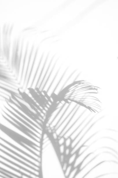 istock shadows palm leaf on white wall background. for creative design summer concept 1163941566