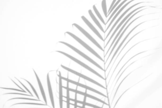 istock shadows palm leaf on white wall background. for creative design summer concept 1163941576