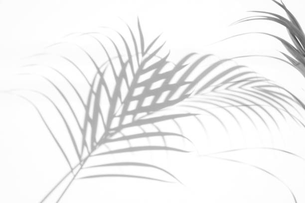 istock shadows palm leaf on white wall background. for creative design summer concept 1163941610