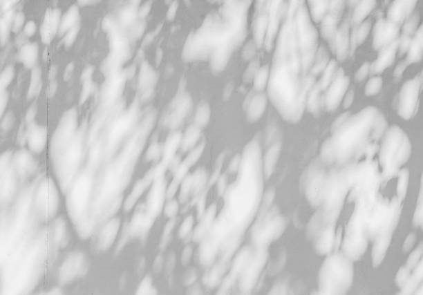 istock abstract of shadows leaf on white wall background 1163941627