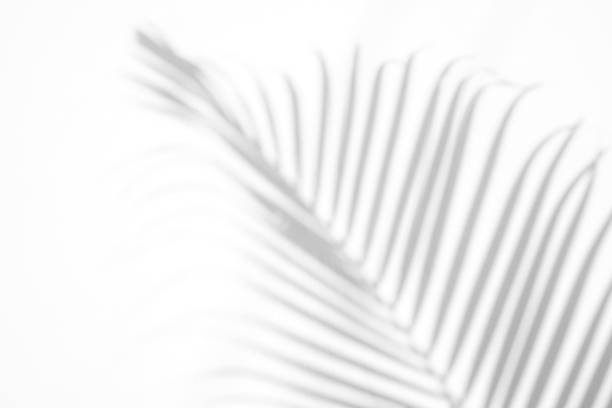 istock shadows palm leaf on white wall background. for creative design summer concept 1163942153