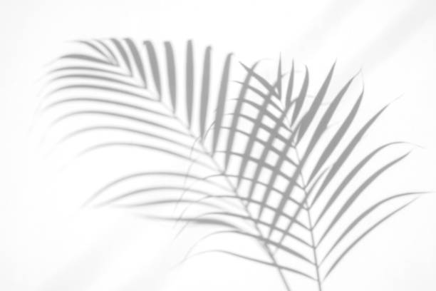 istock shadows palm leaf on white wall background. for creative design summer concept 1163942154