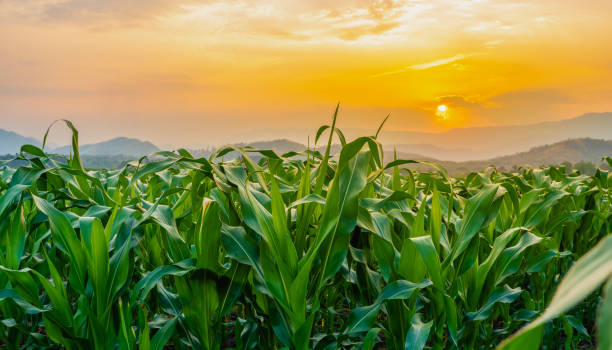 campo de maíz verde en el jardín agrícola y la luz brilla puesta de sol - maíz zea fotografías e imágenes de stock