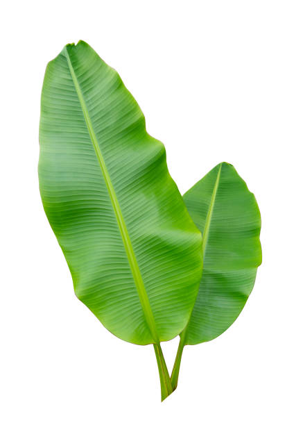 istock Banana leaf Wet isolated on white background. File contains a clipping path 1163942167