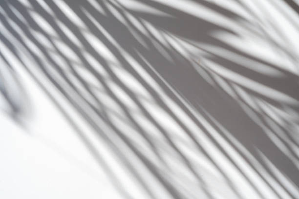 istock shadows palm leaf on white wall background. for creative design summer concept 1163942678