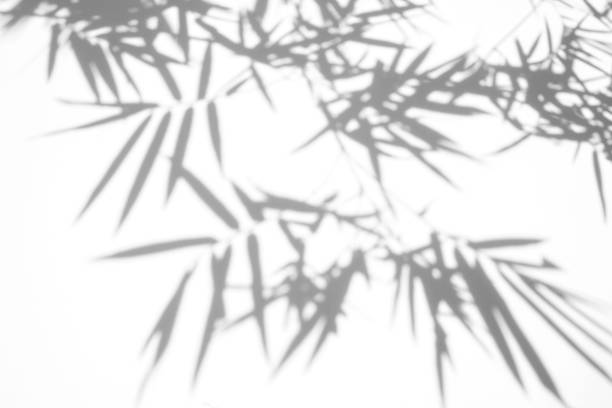 istock shadows of bamboo leaf on white wall surface texture background. white and black tone 1163942700