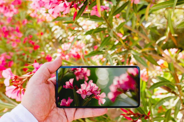 istock Using smartphone to make a macro photo of rose colored flowers 1163942922