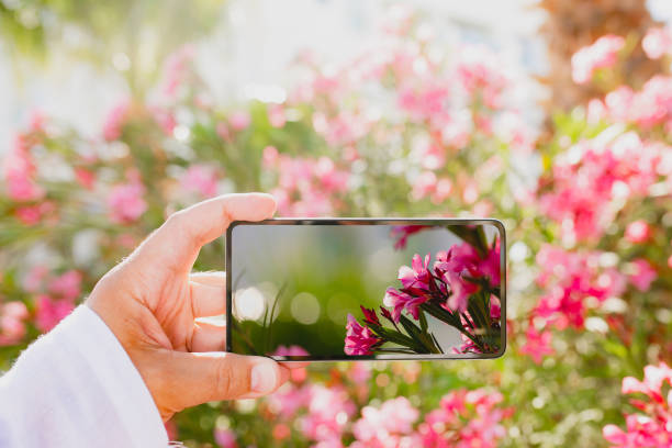 istock Using smartphone to make a macro photo of rose colored flowers 1163942925
