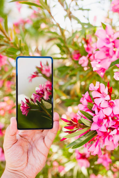 istock Using smartphone to make a macro photo of rose colored flowers 1163942931