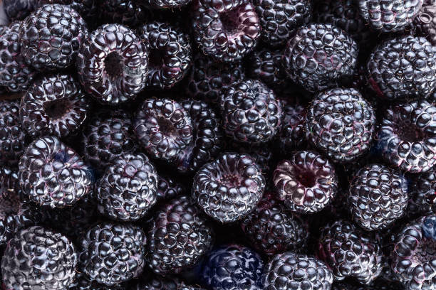 istock Blackberry. Fresh organic berries. Background from fresh blackberrys 1163947470