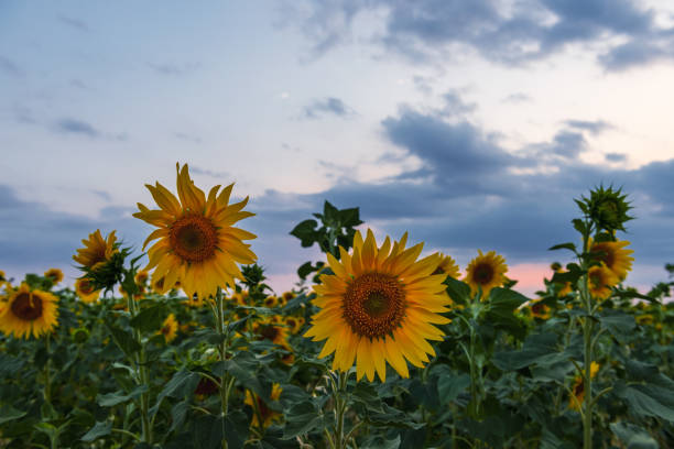 istock Blooming sunflower field at sunset time 1163948070