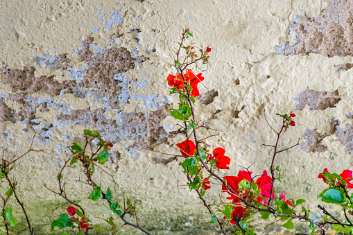 Poetic mood photo with red leaves over cracked damaged wall background