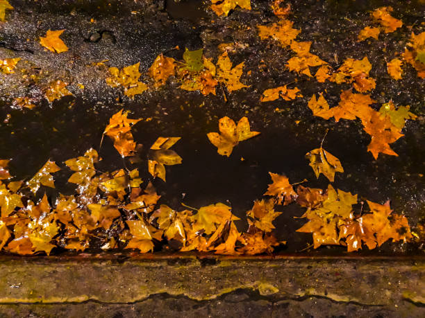 istock Rainy Night Scene Leaves at Street 1163952150