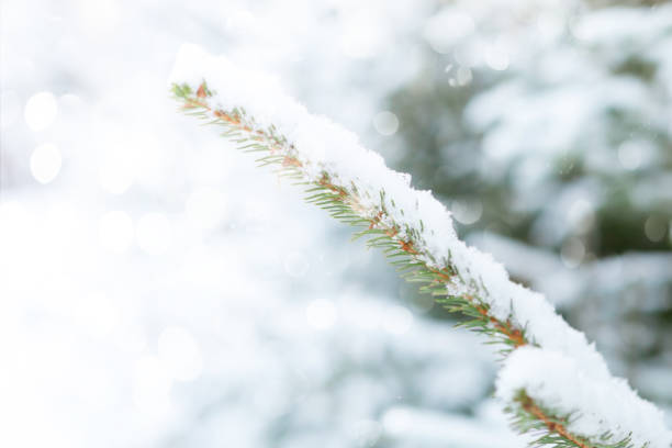 istock christmas background, snow on green  pine tree branch 1163952661