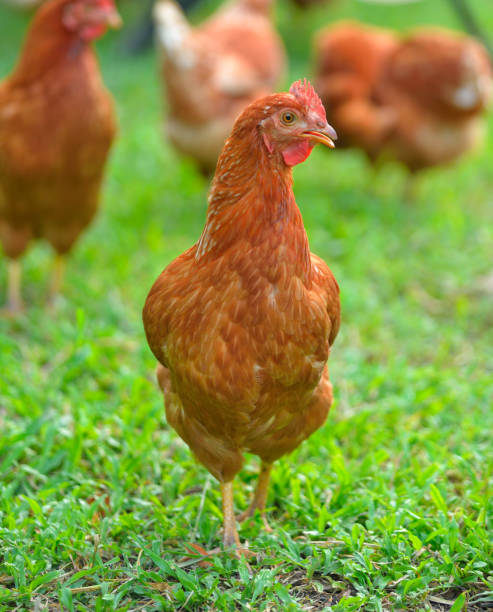 istock Red Hen in the farm 1163954266