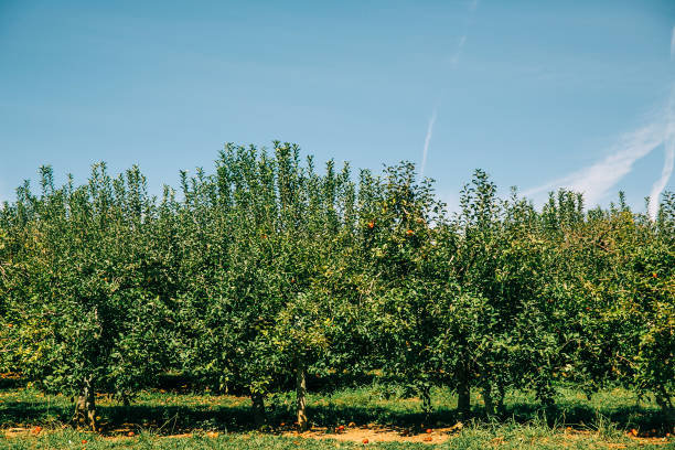 istock a row of apple trees at an apple orchard at harvest time 1163954477