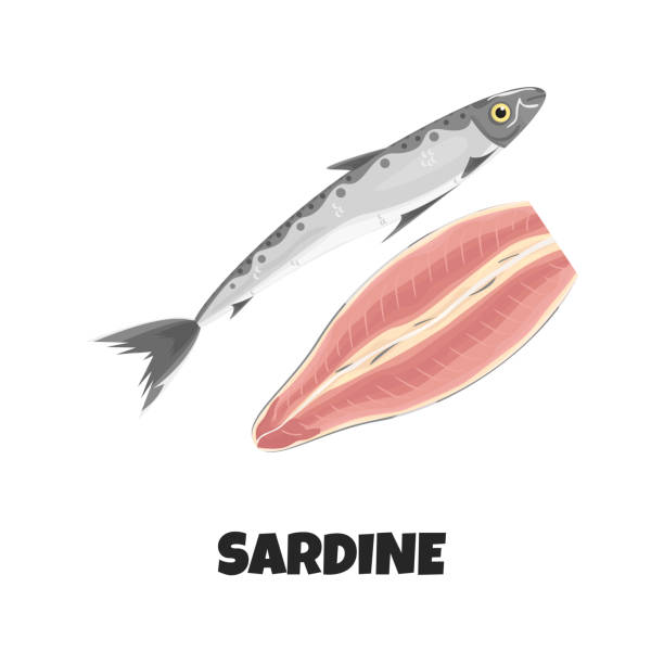 Vector Realistic Illustration of Fillet of Sardine Vector Realistic Illustration of Fillet of Sardine. Concept Design of Raw Fresh Sardine Fish isolated on White Background. Illustration of Marine Animal in Cartoon Flat Style. Seafood Product anchovy stock illustrations